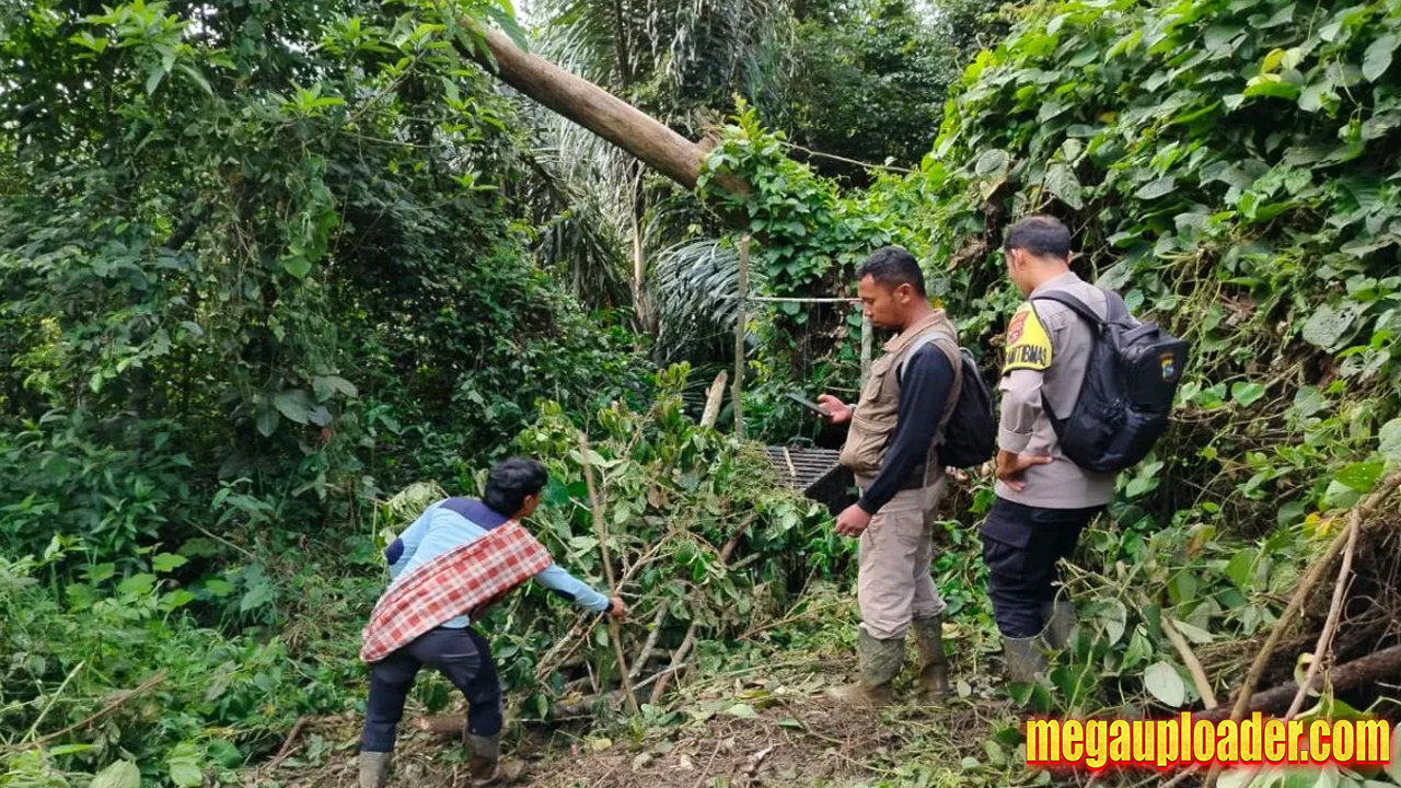 BKSDA: Harimau cacat masuk kandang jebak di Agam Sumbar